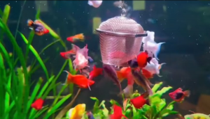 Guppies: More Than Just Colorful Fish in a Tank